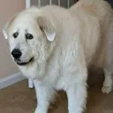 dog_what