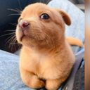 RT_Perro Discord emoji