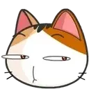 cat_stare