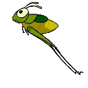 grasshopper