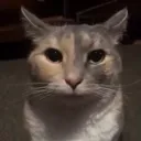 kitty_stare