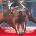 AAAAAAH AAAAAAH