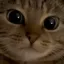 SadBilla Discord emoji
