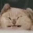 Cat_Painful