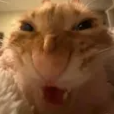 cat_nyehehe_evil_laugh Discord emoji
