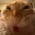 cat_nyehehe_evil_laugh cat_nyehehe_evil_laugh