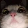 catstare