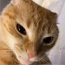 cuh