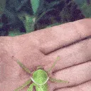 Green_Buge