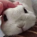 petme