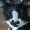 CookieCat