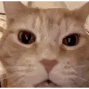 catJAJAJAJA