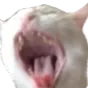 screamingcat