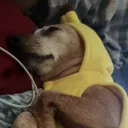 banans banans