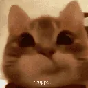 angelicahmp