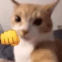 catfistbump