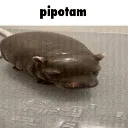 pipotam