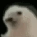 Hedgehog_Dance