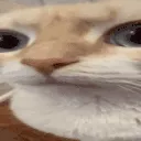 uuh uuh
