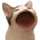 PopCat PopCat