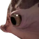 weirdCat