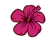 MagentaFlower