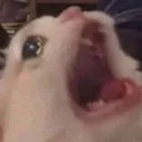 Catwhy
