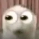 cat_looking