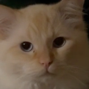 A fluffy cream-colored cat stares directly ahead with a skeptical and judgmental expression.