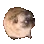 dancingpug