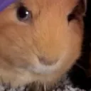 guineapig2