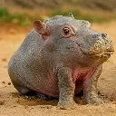 aihippo