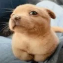 pochita