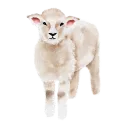 lamb