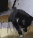 catwiggle