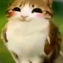 meowlfelis