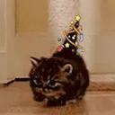 Cat_in_a_Chat