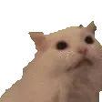 cat_screm