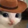 meowdy meowdy