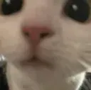 meowdy