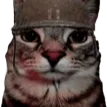 cat_stare
