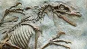 fossil