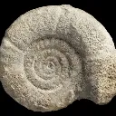 fossil1