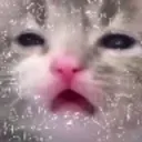 V_whacat V_whacat