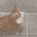 cat_showering