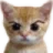 cat_Angry cat_Angry