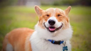 :Doggie: