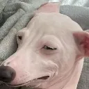 why