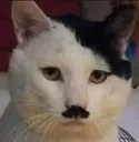 kitler