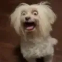 crazyassdog